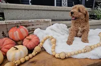Buck, a male Miniature Goldendoodle for sale in Ligonier, IN – 6 of 9