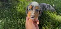 Smores, a male Dachshund and Cavalier King Charles Spaniel for sale in Ligonier, IN – 2 of 3