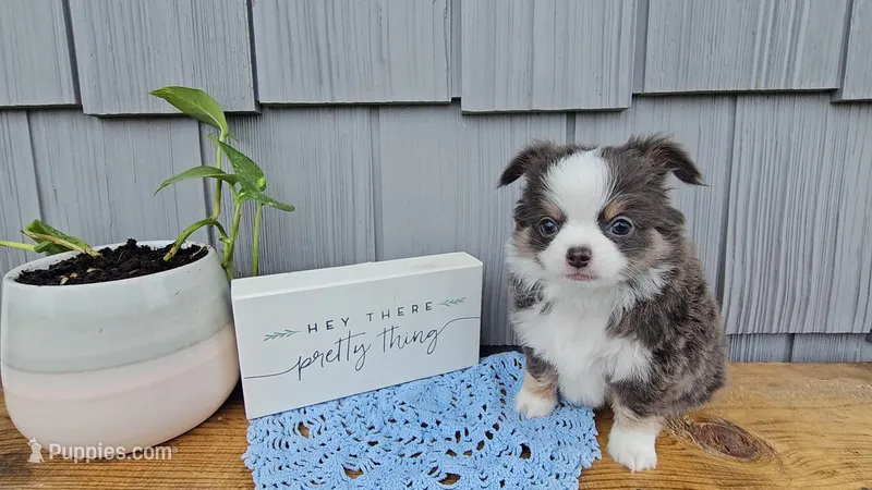 Oliver – Chihuahua puppy for sale in Wolcottville, IN