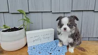 Oliver, a male Chihuahua for sale in Wolcottville, IN – 1 of 5