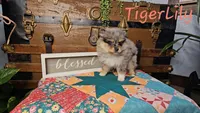 Tiger Lily, a female Pomeranian for sale in Wolcottville, IN – 1 of 3