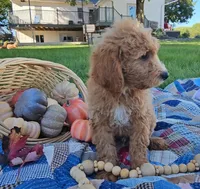 Arthur, a male Miniature Goldendoodle for sale in Ligonier, IN – 3 of 7