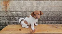 Rolo, a male Jack Russell Terrier and Dachshund for sale in Wolcottville, IN – 2 of 2