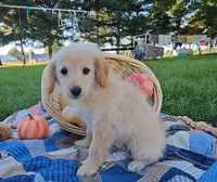 Harriet - F1B Doodle, a female Miniature Goldendoodle for sale in Ligonier, IN – 2 of 7