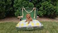 Cedar, a male Cavapoo for sale in Wolcottville, IN – 4 of 4