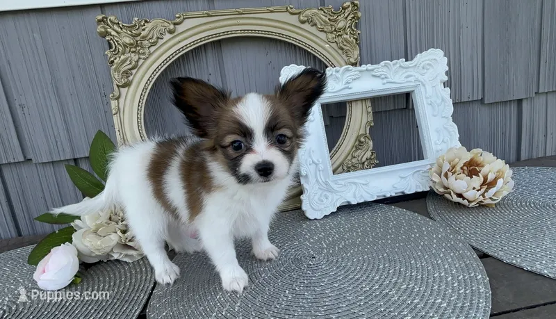 Briar – Papillon puppy for sale in Wolcottville, IN