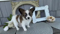 Briar, a female Papillon for sale in Wolcottville, IN – 1 of 4
