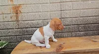 Heath, a male Jack Russell Terrier and Dachshund for sale in Wolcottville, IN – 3 of 3