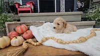 Edmund, a male Miniature Goldendoodle for sale in Ligonier, IN – 4 of 7
