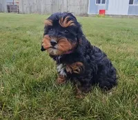 Timber, a female Cavalier King Charles Spaniel and Poodle - Toy  for sale in Ligonier, IN – 4 of 4