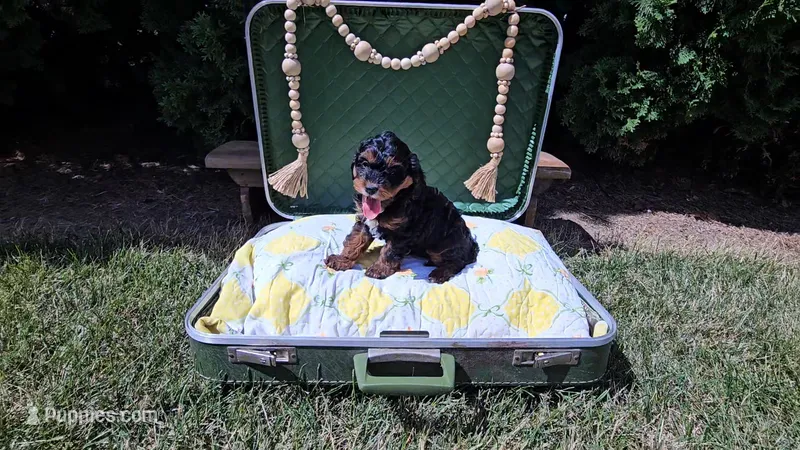 Timber – Cavapoo puppy for sale in Wolcottville, IN