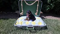 Timber, a female Cavapoo for sale in Wolcottville, IN – 1 of 3