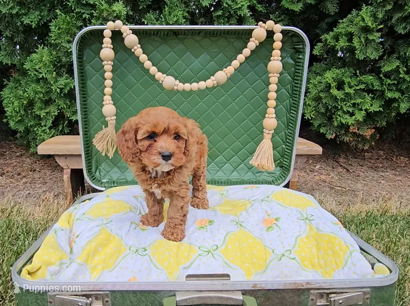 Cedar – Cavapoo puppy for sale in Wolcottville, IN