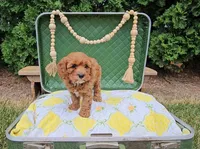 Cedar, a male Cavapoo for sale in Wolcottville, IN – 1 of 4