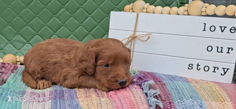 Cedar – Goldendoodle puppy for sale in Ligonier, IN