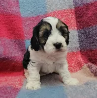 Finnegan, a male Cavapoo for sale in Wolcottville, IN – Photo 2 of 5