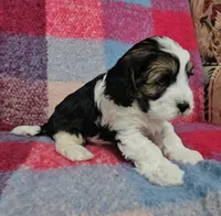 Finnegan, a male Cavapoo for sale in Wolcottville, IN – Photo 5 of 5