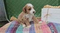 Walter, a male Miniature Goldendoodle for sale in Ligonier, IN – 3 of 4