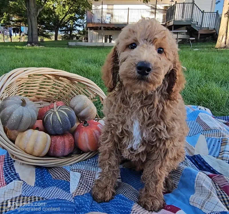 Buck – Miniature Goldendoodle puppy for sale in Ligonier, IN