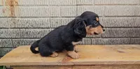 Teddy, a male Border Collie and Miniature Dachshund for sale in Wolcottville, IN – 2 of 3