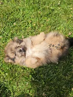 Fox, a male Pomeranian for sale in Wolcottville, IN – 2 of 3