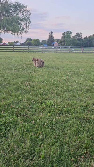 Fox, a male Pomeranian for sale in Ligonier, IN – 10 of 10