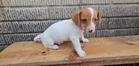 Mars, a male Jack Russell Terrier and Dachshund for sale in Wolcottville, IN – 3 of 4