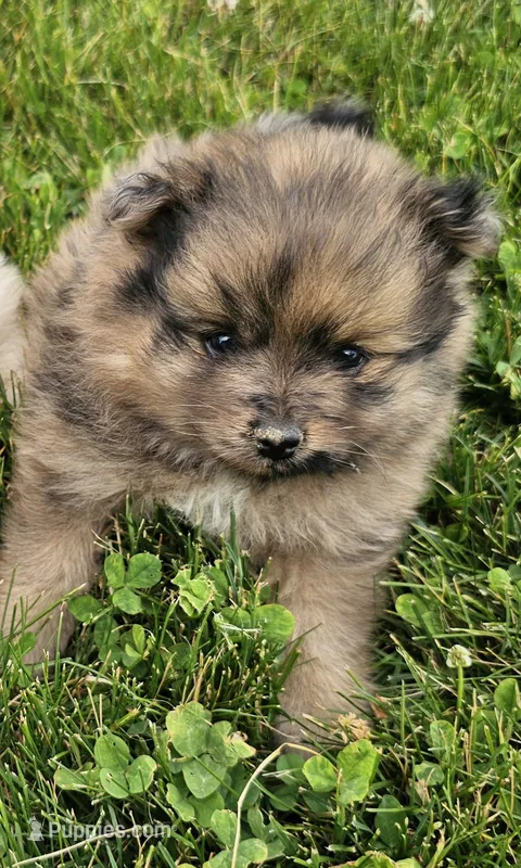 Fox – Pomeranian puppy for sale in Wolcottville, IN