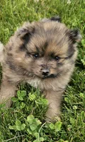 Fox, a male Pomeranian for sale in Wolcottville, IN – 1 of 3
