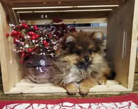 Cookie, a female Pomeranian for sale in Wolcottville, IN – Photo 2 of 5