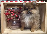 Cookie, a female Pomeranian for sale in Wolcottville, IN – Photo 1 of 5