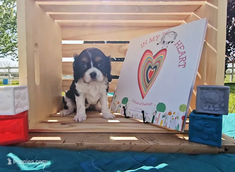 Rosie – Cavalier King Charles Spaniel puppy for sale in Wolcottville, IN