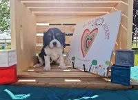 Rosie, a female Cavalier King Charles Spaniel for sale in Wolcottville, IN – 1 of 4