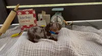 Churro, a male Dachshund for sale in Ligonier, IN – 4 of 4