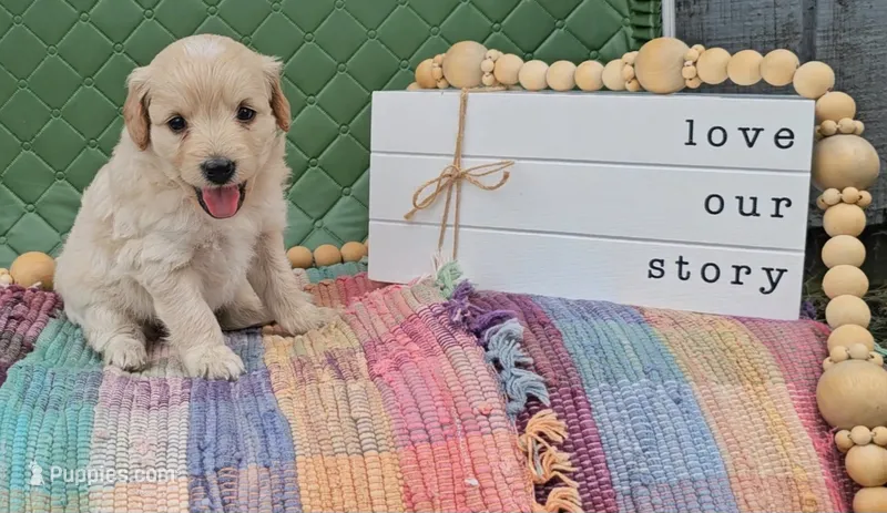 Edmund – Goldendoodle puppy for sale in Ligonier, IN
