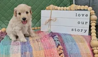 Edmund, a male Miniature Goldendoodle for sale in Ligonier, IN – 1 of 3