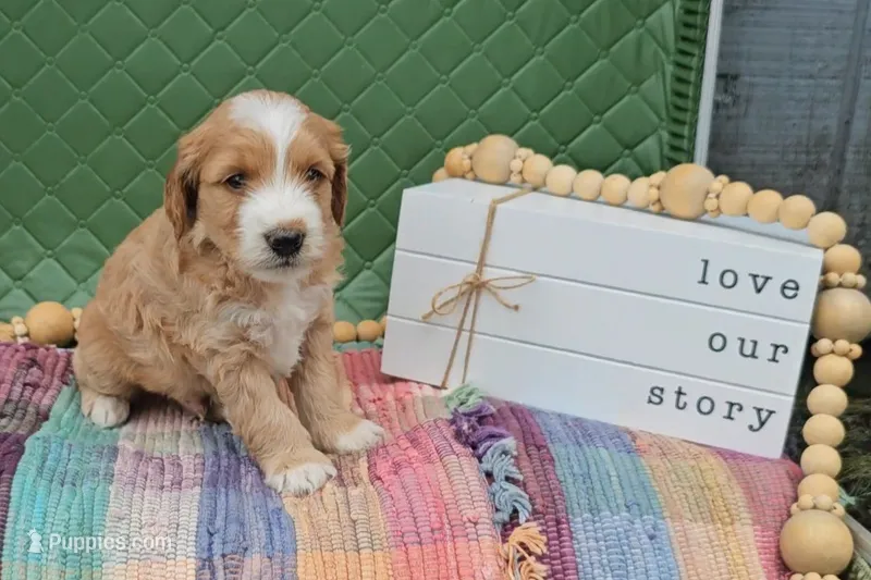 Edmund – Goldendoodle puppy for sale in Ligonier, IN