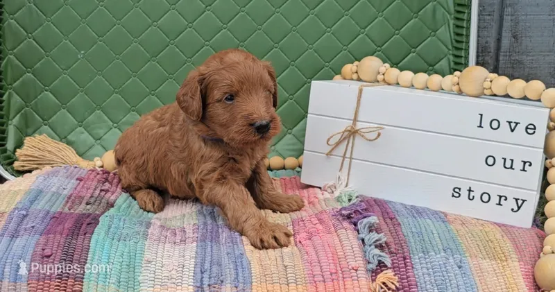 Hickory – Goldendoodle puppy for sale in Ligonier, IN