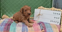 Hickory, a male Goldendoodle for sale in Ligonier, IN – 1 of 1