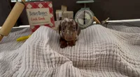 Snickerdoodle , a male Dachshund for sale in Ligonier, IN – 2 of 3