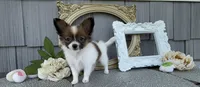 Honey, a female Papillon for sale in Wolcottville, IN – 6 of 6
