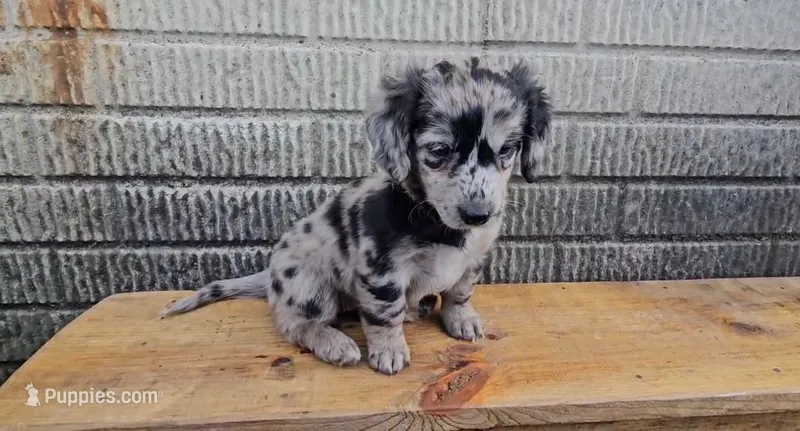 Cordelia – Border Collie, Miniature Dachshund puppy for sale in Wolcottville, IN
