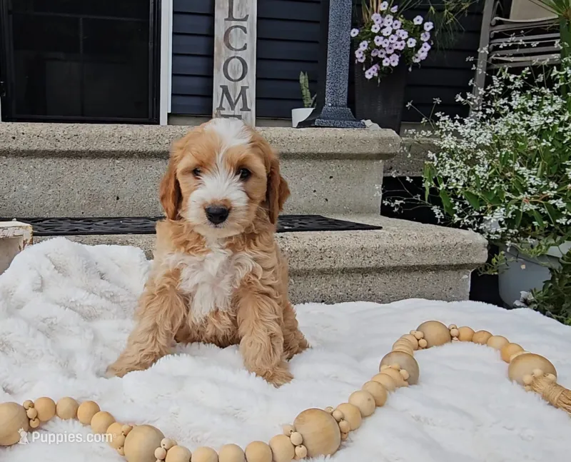 Barney – Miniature Goldendoodle puppy for sale in Ligonier, IN