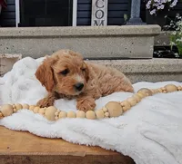 Arthur, a male Miniature Goldendoodle for sale in Ligonier, IN – 5 of 7