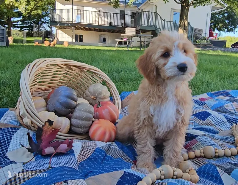Barney – Miniature Goldendoodle puppy for sale in Ligonier, IN