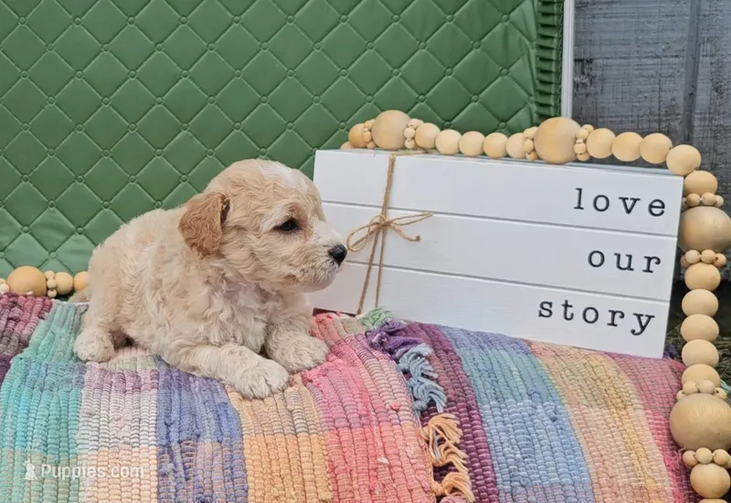 Edmund – Goldendoodle puppy for sale in Ligonier, IN