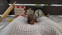 Toffee, a female Dachshund for sale in Ligonier, IN – 3 of 4