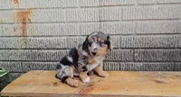 Paddington, a male Border Collie and Miniature Dachshund for sale in Wolcottville, IN – 3 of 4