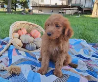 Cedar, a male Miniature Goldendoodle for sale in Ligonier, IN – 2 of 7