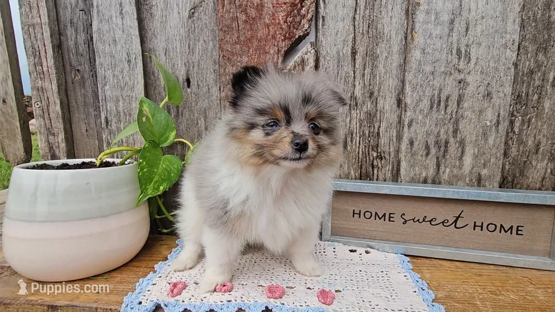 Peter – Pomeranian puppy for sale in Wolcottville, IN